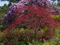 Acer palmatum Atropurpurea Klon palmowy